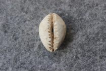 First Qin Soft jade Bitcoin Chicken Bones White Single Hole Ghost Face Money Ancient Coin Fidelity Pair 28 * 19mm ZZ 2788