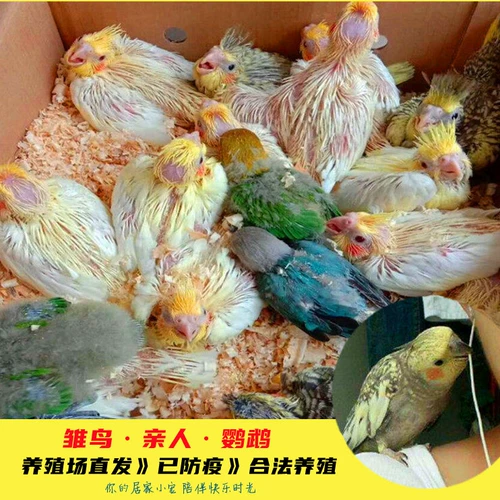 Little Bird Living Kids Pets Pets Parrot Tiger Skin и Peony Xuan Fengyang