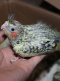 Little Bird Living Kids Pets Pets Parrot Tiger Skin и Peony Xuan Fengyang