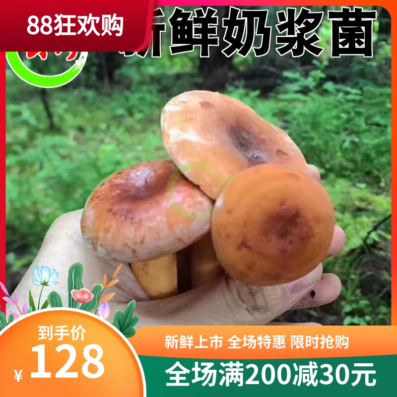 Spot fresh milk milk bacteria 1000g Yunnan specialty produces fresh wild mushroom milk mushroom mushroom mushroom