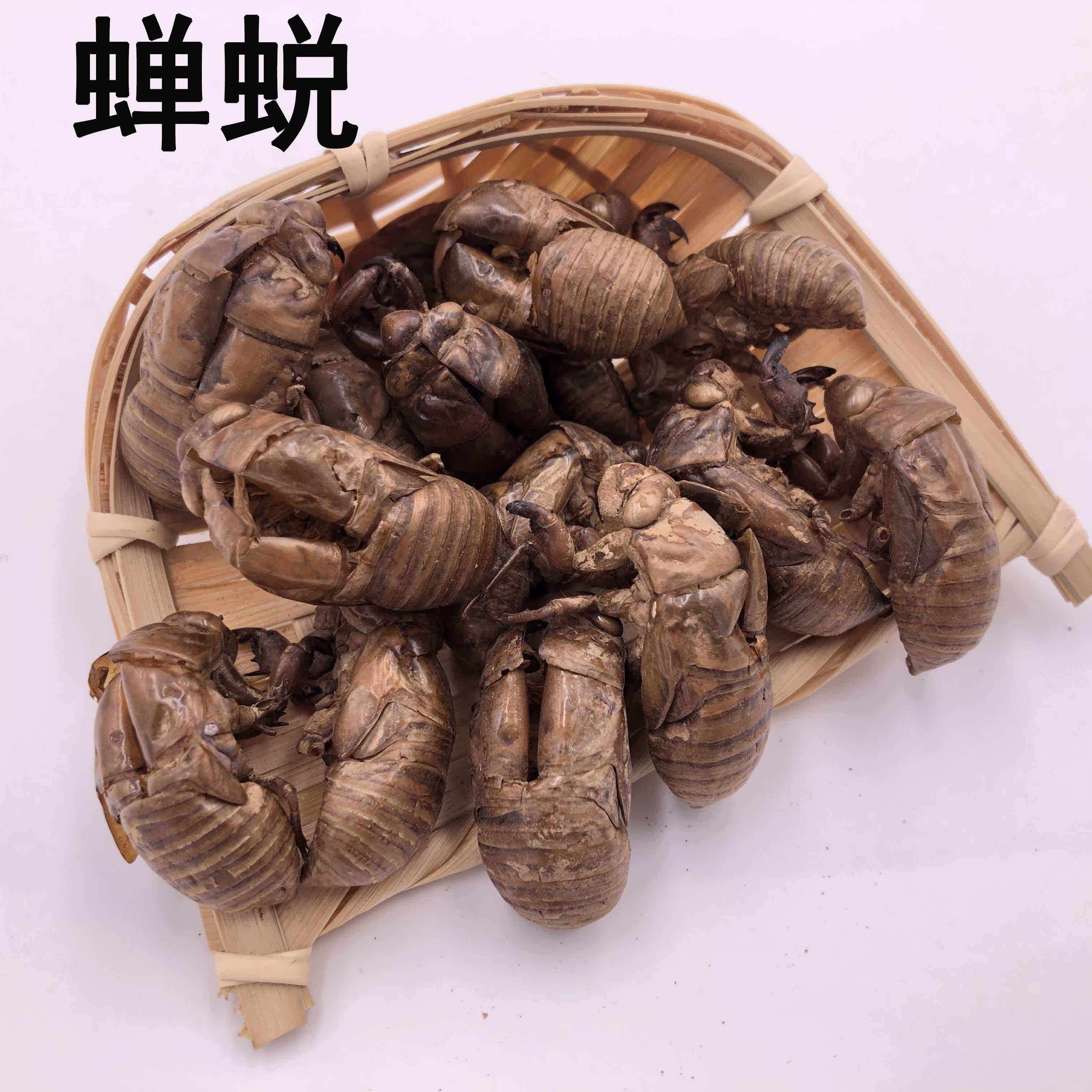 Cicada Metamorphoa Chinese Herbal Medicine Shop Chinese Herbal Medicine Big Whole Cicada Shell 50g
