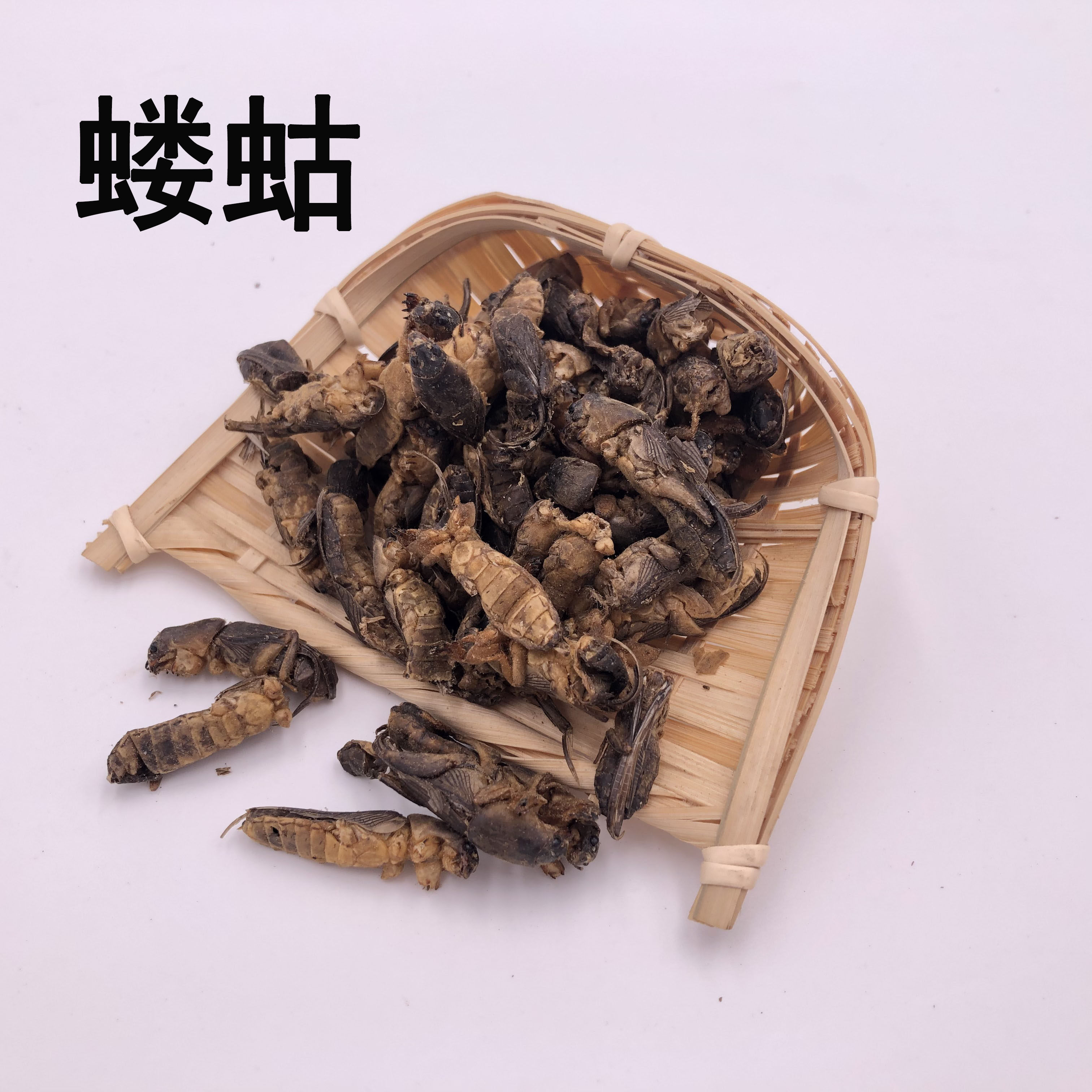 Chinese herbal medicine selected wild mole cricket earth dog lala cricket 50 gr