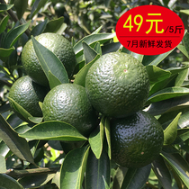 2021 Xinhui fresh small green citrus Fresh fruit Small green citrus dried shell green skin citrus Authentic Guangdong specialty fresh Xinhui citrus