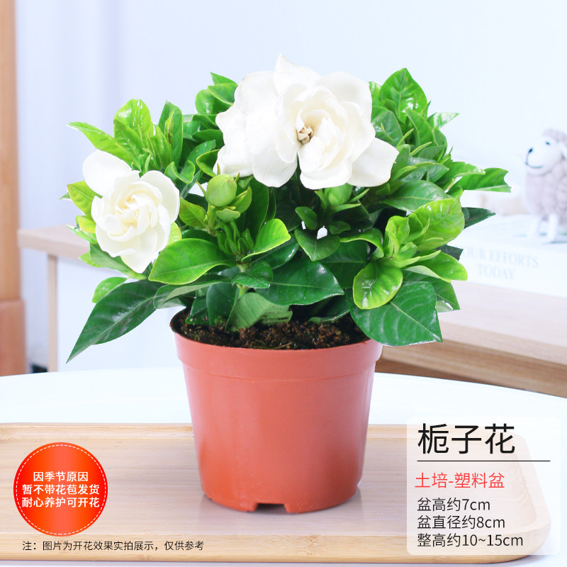 景润赉 栀子花四季花卉盆栽 天猫优惠券折后￥4.9起包邮（￥6.9-2）多款可选