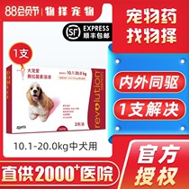 Big pet 10-20kg Dog golden retriever in addition to in vivo in vivo deworming drugs in vitro deworming drops single branch