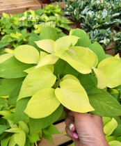 Green Rose Potted Radiation Absorbing Formaldehyde Indoor Green Plant Evolution Air View Leaf Plant