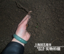 Montenegrin dirt Zhengzong Mountain soil nutrient soil nourishing flowers and soil recipes soil Rotten Leaf Earth Mass