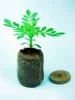 Товары от 植物加油站