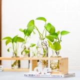 Офис декоративный настольный столик доля зеленый укроп гидропонный растение водное цветочное горшок маленький свежий свежий из гостиной стеклян