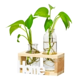Офис декоративный настольный столик доля зеленый укроп гидропонный растение водное цветочное горшок маленький свежий свежий из гостиной стеклян
