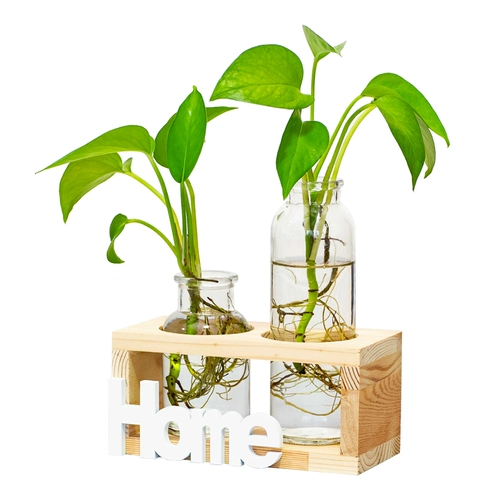 Офис декоративный настольный столик доля зеленый укроп гидропонный растение водное цветочное горшок маленький свежий свежий из гостиной стеклян