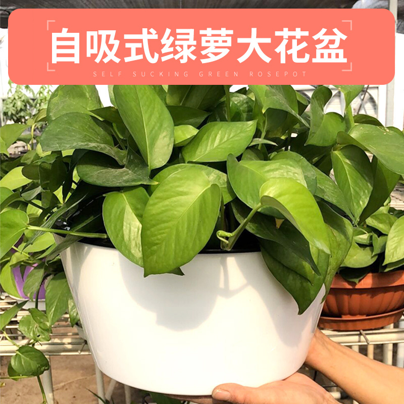 Flower pot plastic large number clear cabin sloth automatic water suction flower pot extra-large gold Ge potted room special hydropony flower pot