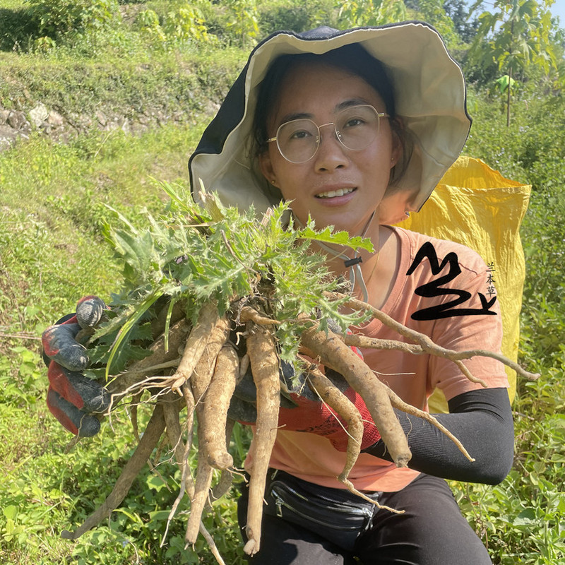 Fresh Wild Thistle Root Inner Leaves, Thorn Head, Chicken Thorn, Pig Thorn, Inner Leaf Thorn, Fujian Chinese Herbal Medicine for Soup, 500g