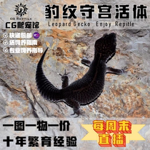 CG Reptile Pet Gecko BAO WEN Gecko Artificial Breeding Bandit Dark Night Tangerine Adult