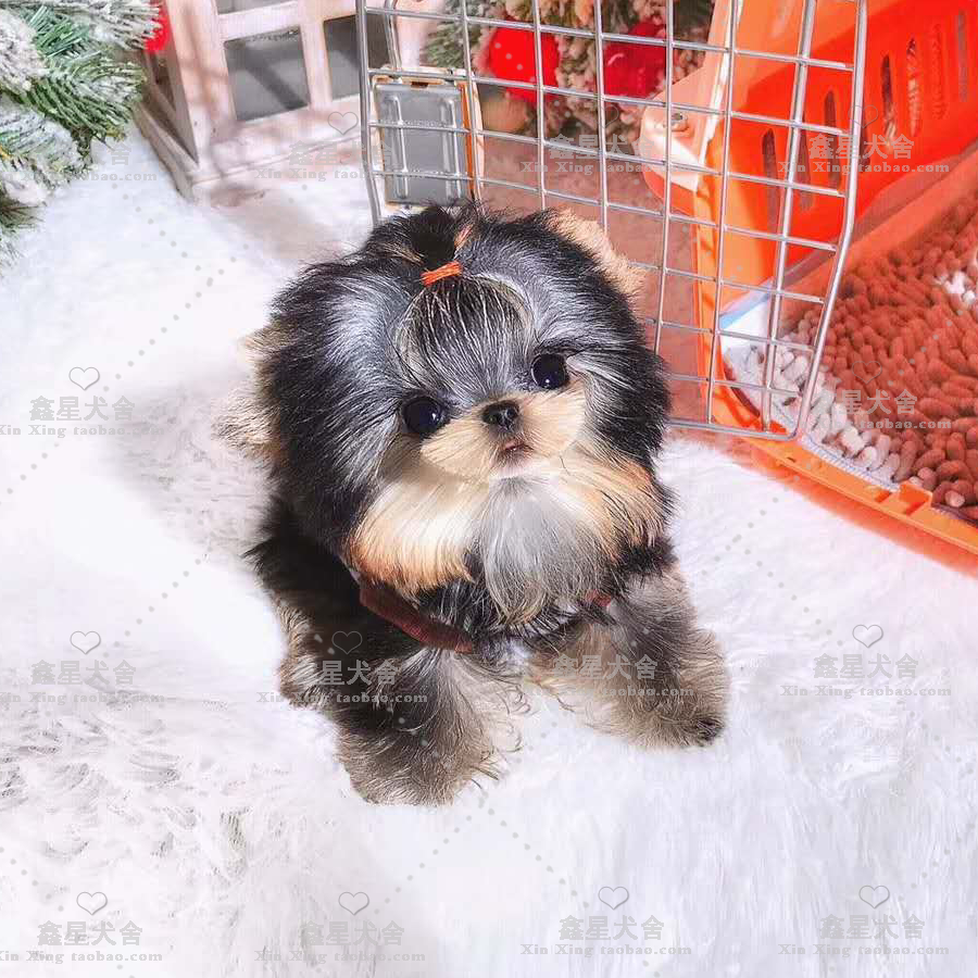 Pure breed Yorkshire living dog Long little juvenile dog tea cup small body type living pet long hair dog Home raising pets