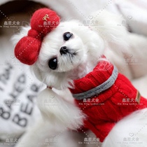 Thoroughbred Marzis Small Dog Long-haired Sisch Pet Dog Living Home Yorkshire Mini Teacup Dog