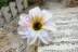 DIY phụ kiện quần áo phụ kiện mũ trang trí sắp xếp đám cưới mô phỏng hoa cúc áo lụa hoa đầu hoa 9cm - Hoa nhân tạo / Cây / Trái cây