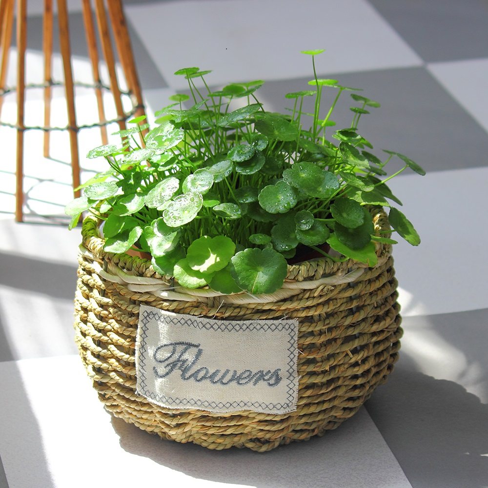 Rattan choreography green-flower pot flower pot fields multi-meat handmade hanging Lan meat small flower pot creative personality Woven Potted Pot-Taobao