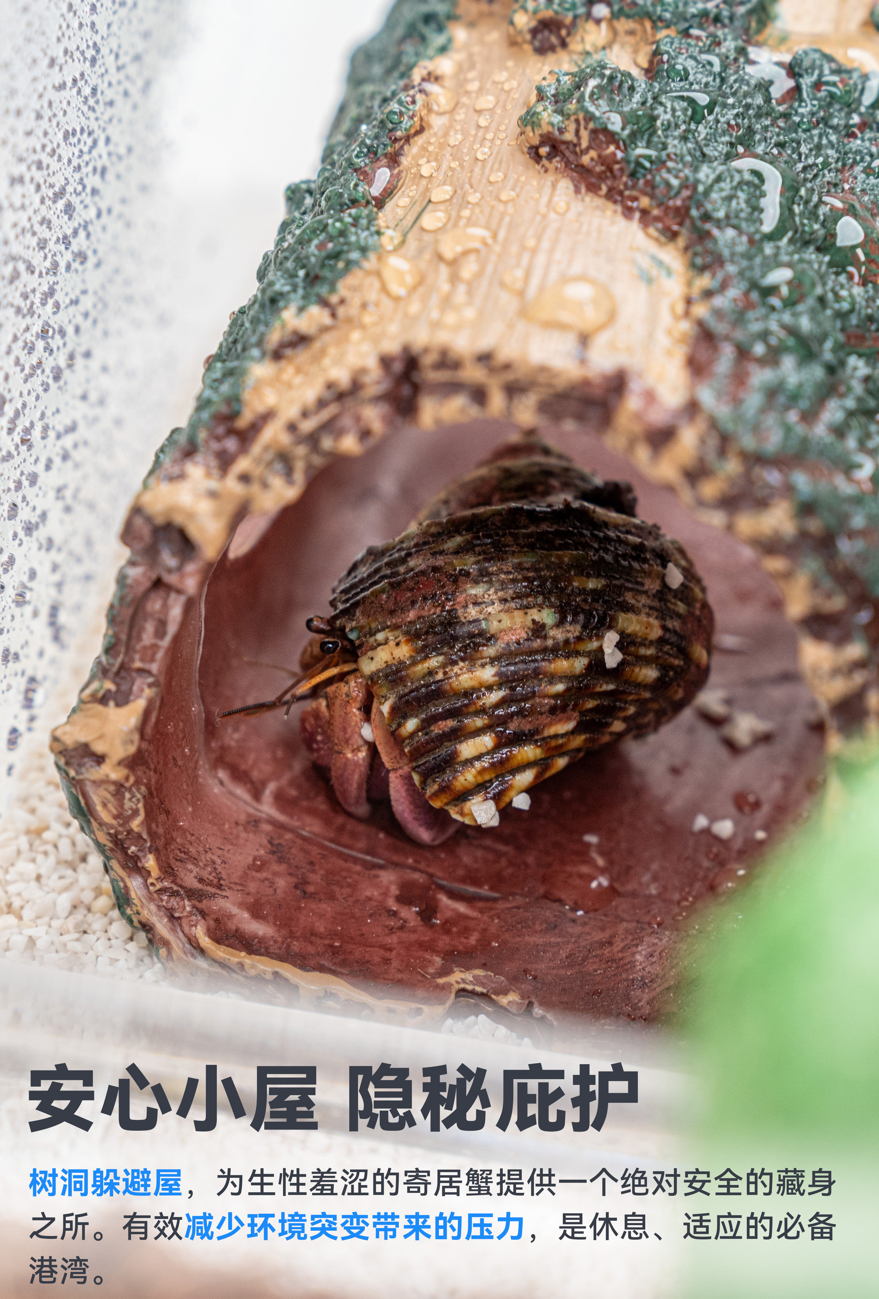 达芬奇黑洞 养寄居蟹饲养箱养殖套装宠物饲养盒子专用缸全套用品 detail 7