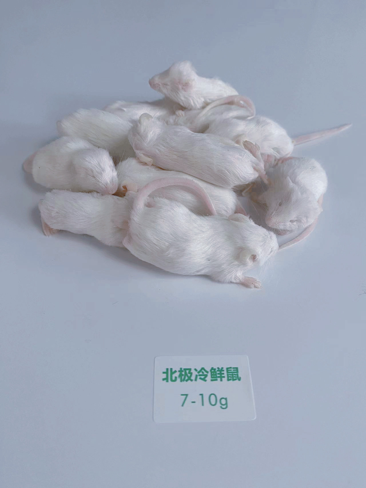 北极冷鲜鼠 冰冻小白鼠 爬宠冻老鼠乳鼠白霜红皮跳跳宠物蛇食物鼠 detail 6