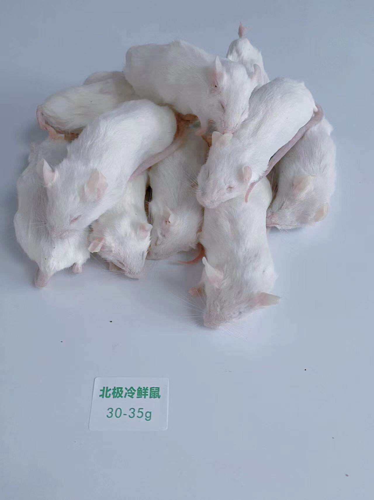 北极冷鲜鼠 冰冻小白鼠 爬宠冻老鼠乳鼠白霜红皮跳跳宠物蛇食物鼠 detail 11