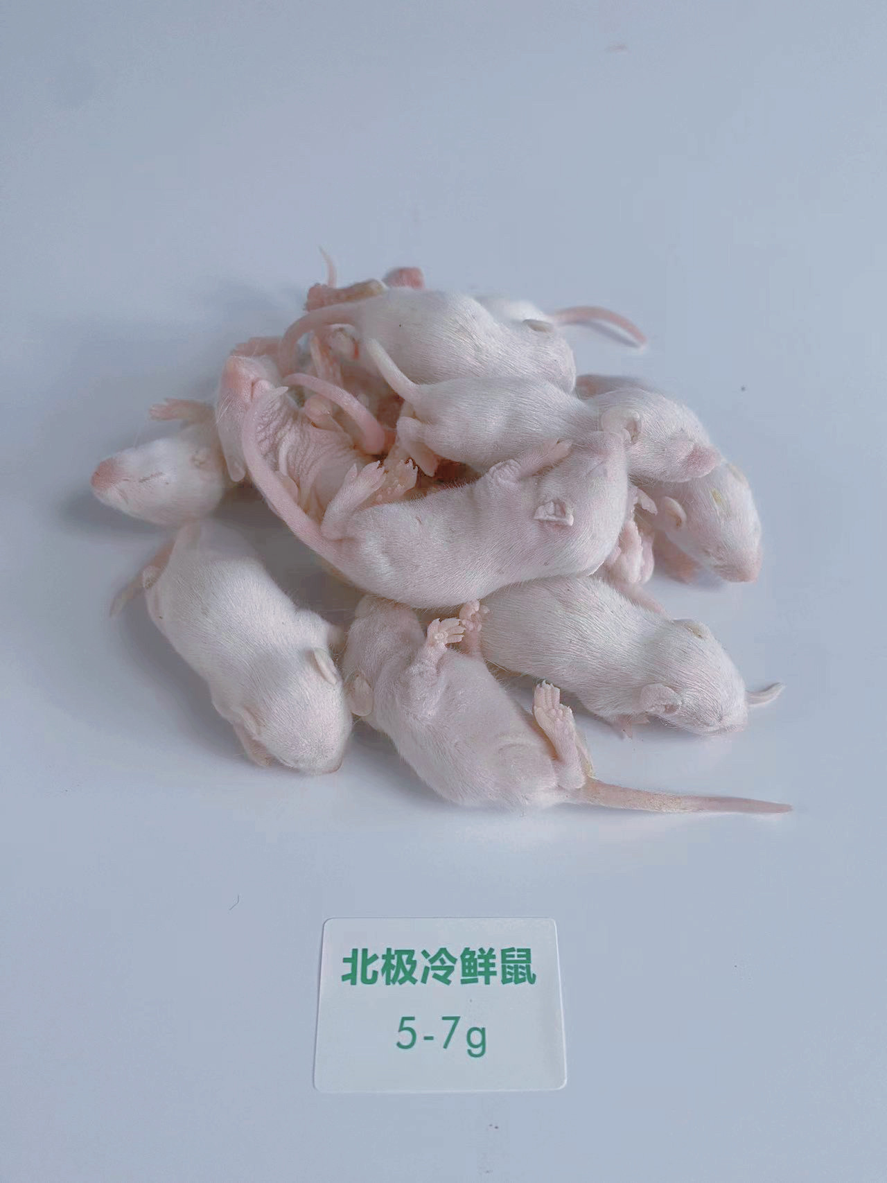 北极冷鲜鼠 冰冻小白鼠 爬宠冻老鼠乳鼠白霜红皮跳跳宠物蛇食物鼠 detail 5