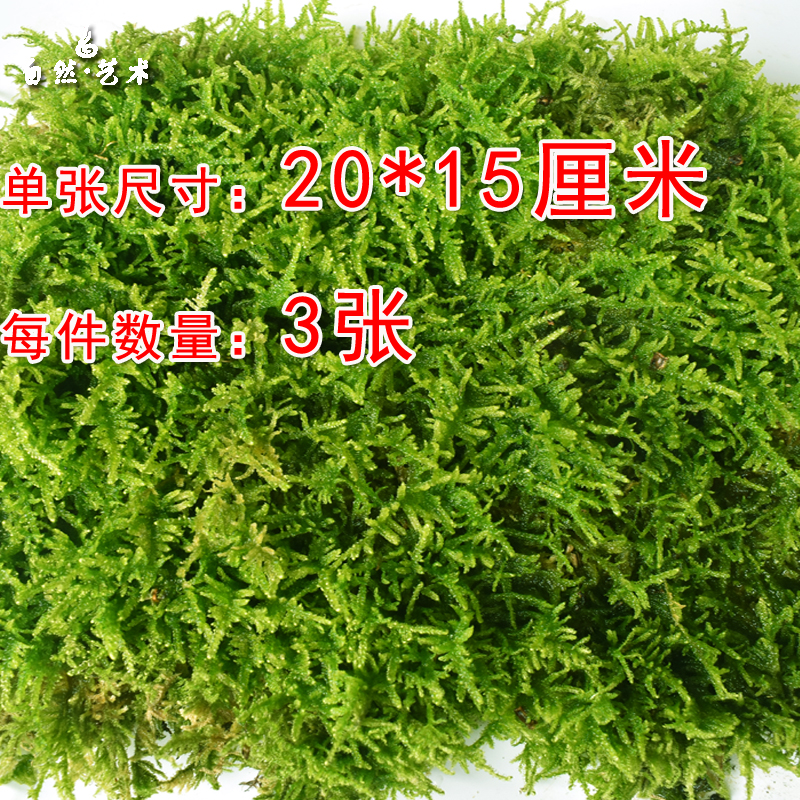 Dried moss orchid moss plant fresh big gray moss rain shower flower pot moisturizing green plant bonsai pavement decorative turf