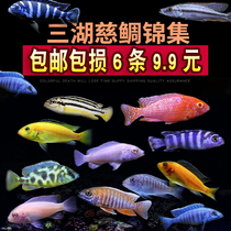 Three Lakes Cimpia Snapper Blue Ali African Black Line Prince Blue Zebra Tropical Ornamental Fish Living Small Freshwater