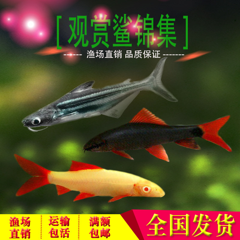 Rainbow Shark Red Tail Black Shark Small Ornamental Shark Freshwater Fish Ornamental Fish Tropical Fish