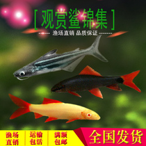 Rainbow shark red-tailed black shark small ornamental shark freshwater fish ornamental fish tropical fish