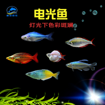 Electro-electric Mermaid Congo Beauty Stone Blue Beauty Light Ball One-brow Taoist Tropical Ornamental Fish