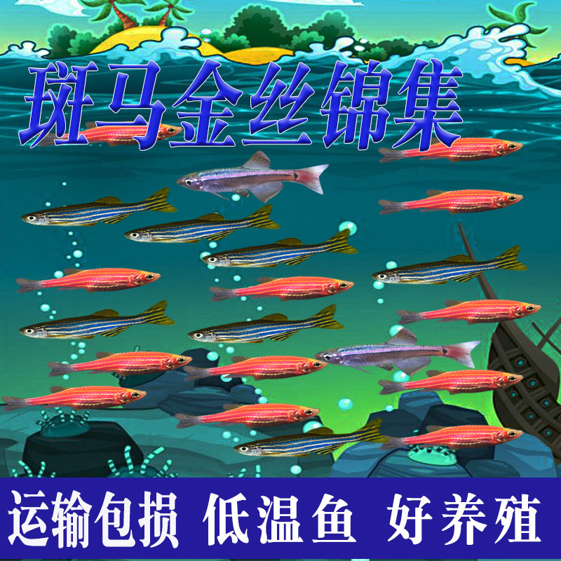 Red and blue zebrafish red-tailed golden silk fish cold water goldfish small-scale tropical ornamental fish pet live package