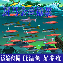 Red and blue zebrafish red-tailed golden fish cold water goldfish small good tropical ornamental fish pet live
