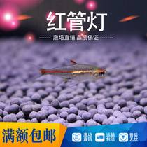 Red tube light fish glass neon tropical fish ornamental fish live group swimming grass tank mixed culture