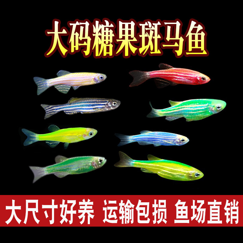 Large color zebrafish red and blue zebra live cold fresh water new practice hands easy to raise small tropical ornamental goldfish fry