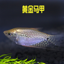Tropical Fish Ornamental Fish Living Gold Pearl Horse Chia Fish Pearl Horse Chia Fish Horse Chia Fish Mixed Fish