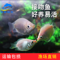 White Kissing Fish Fish Fish tropical fish ornamental fish fish good keeping live fresh water fish