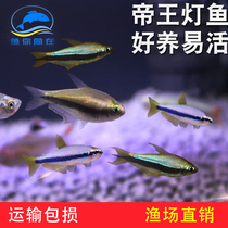 Blue Emperor Lantern Blue King Light Fish Black Lotus Yellow Blue Emperor Lantern Queen Light Tropical Ornamental Fish Small Live Group Tour