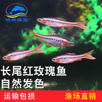 Tropical ornamental fish live Red Cherry lantern fish long tail red rose rose crucian carp grass tank Fish Lantern family swim