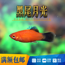 Tropical fish ornamental fish live black-tailed Moonlight fish red rice fish fresh water fine grass tank fish small viviparous fish