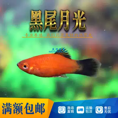 Tropical fish ornamental fish live black-tailed Moonlight fish red rice fish fresh water fine grass tank fish small viviparous fish