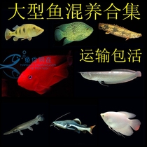 Large fish mixed with rich fish fish parrot Silver Dragon god of wealth black and white map blue shark three tropical ornamental living bodies