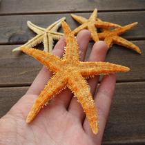Spot natural dry starfish specimen large small starfish 5 wall stickers floor decoration beige