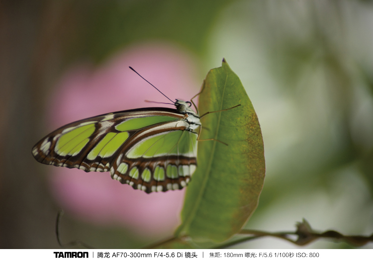 Đích thực được cấp phép Tamron 70-300 mét telephoto cảnh quan thể thao macro SLR ống kính máy ảnh Canon Nikon miệng