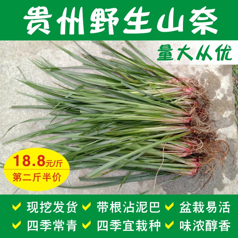 Guizhou specialty freshly dug Shannai seedling potted plant with root planting five herbs chicken herbs beef and mutton spices 1 catties