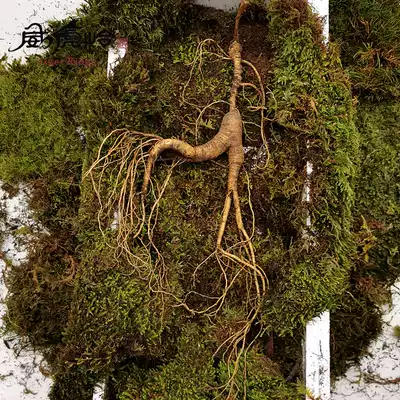 Shunfeng Changbai Mountain with soil wild mountain ginseng 15-35 year Forest ginseng gift box fresh ginseng wine soup