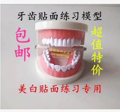 牙科儿童教学模型 牙齿假牙模型 美容牙齿贴面专用练习模型