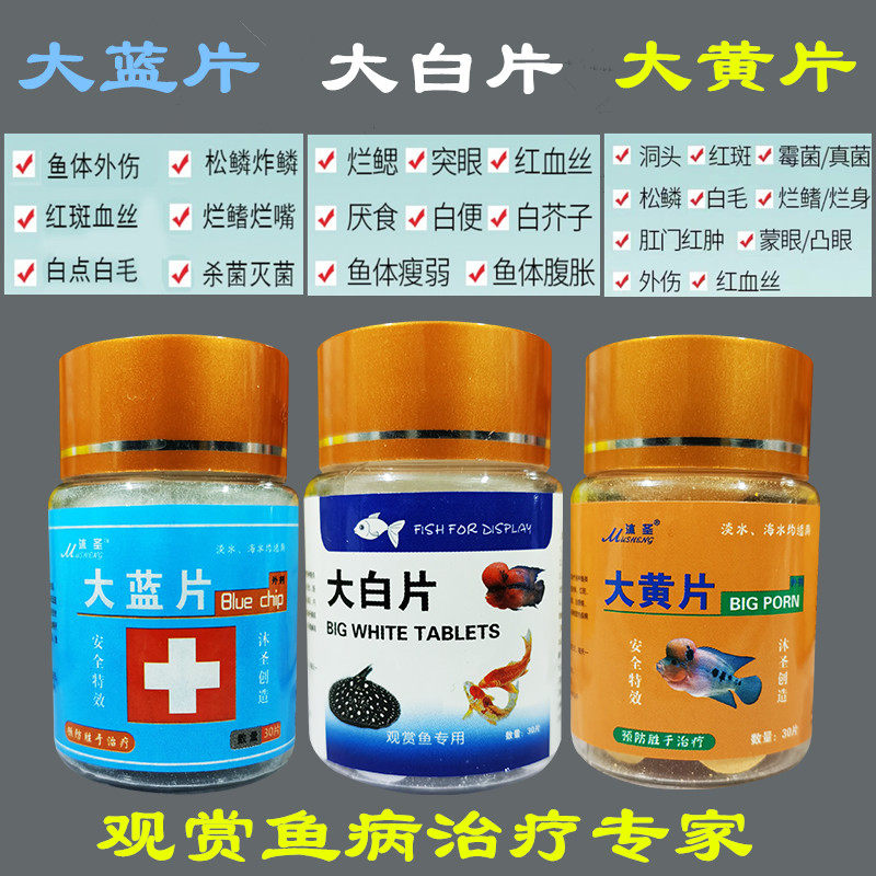 British large white film brocade carp rohan red dragon medicine yellow powder water moldy head cave white hush-tailed mush-tailed enteritis