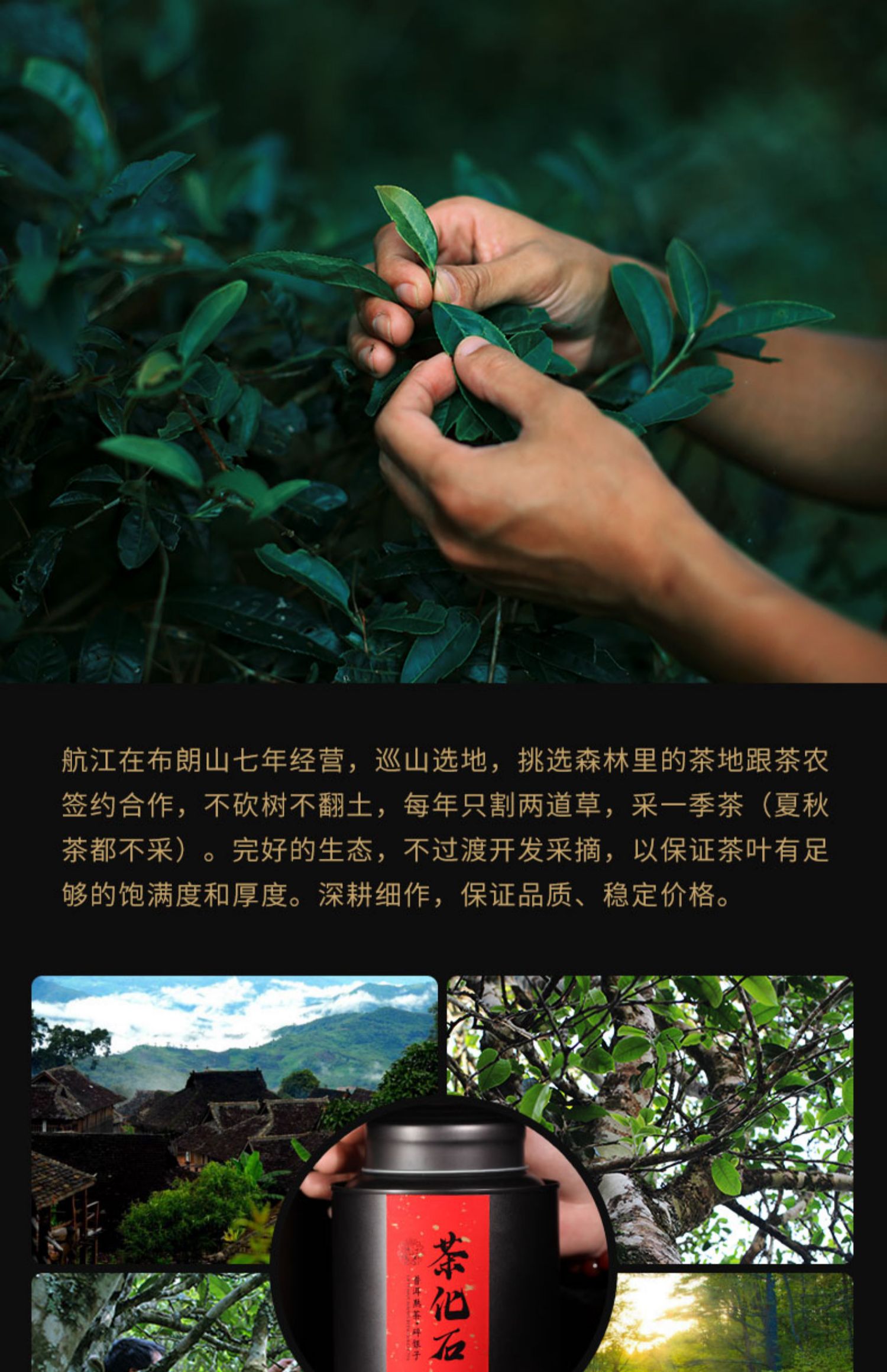 【航江】茶化石碎银子普洱茶熟茶茶叶