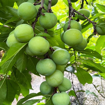 Chaoshan Li Zi March Li sour sweet and tasty mouth when season fresh and now found to be pure and pollution-free green Li Zi